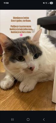 Mešanac, odrasla mačka