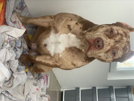 Pit bul terijer merle