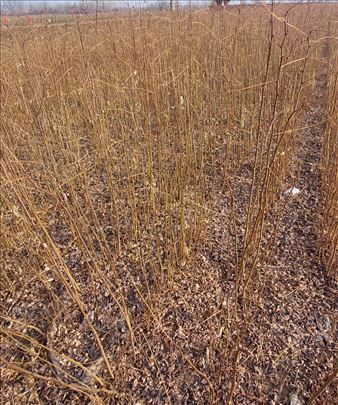 Sadnice bagrema akcija 5din