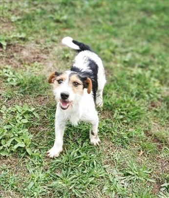 Džek Raselov terijer, mlad pas