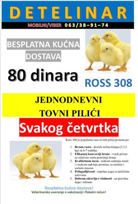 Jednodnevni tovni pilici Ross 308