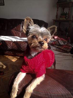 Jorkširski terijer, mlad pas za parenje