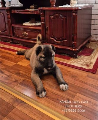 Kangal štene, štenci kangala