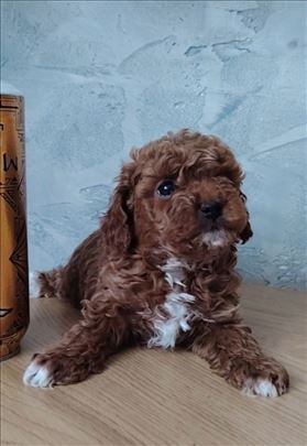 Luxury TOY i Teacup crvena Pudla