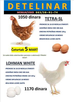 Mlade koke nosilje pred pronos! 