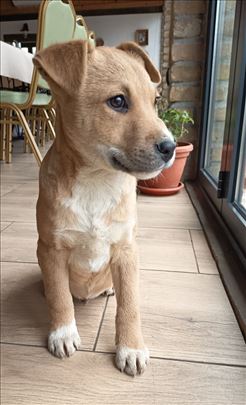 Muško štene na poklon 