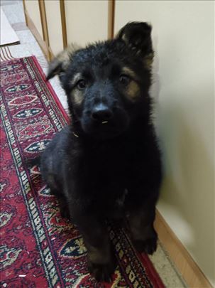 Nemački ovčar, štene