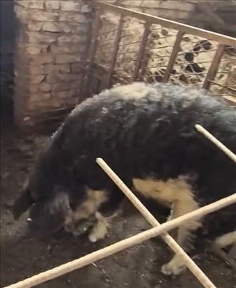 Prodajem nerasta mangulice