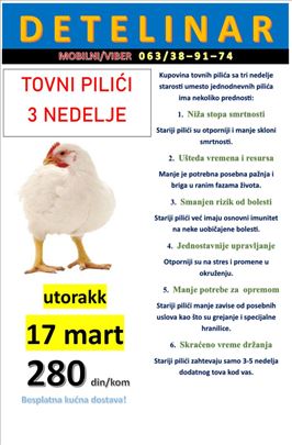 Tronedeljni tovni pilici!