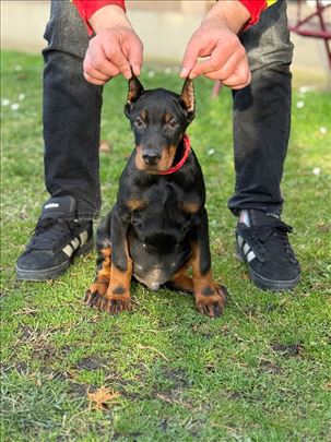 Doberman Štenci