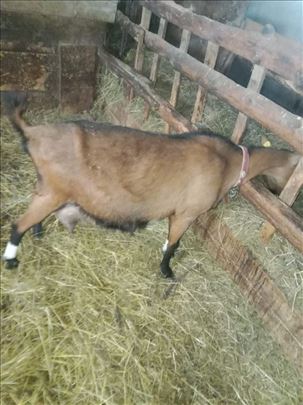 Koze i Jarići Alpin