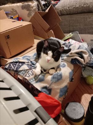 Mešanac, mlada mačka