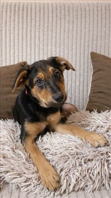 Muško i žensko štene traže dom