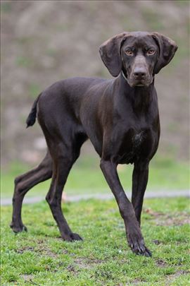 Nemački kratkodlaki ptičar, mlad pas