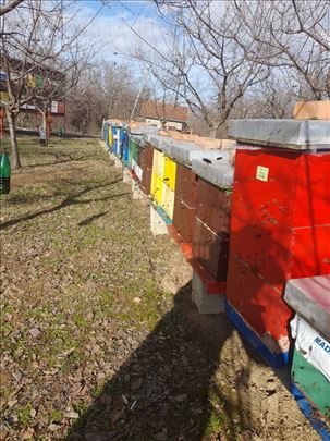 Pčele LR na ramovima