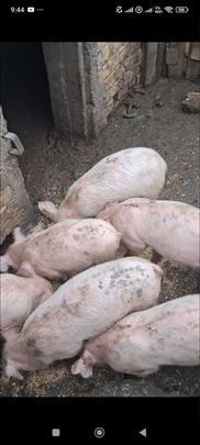 Prodajem prasice 6 komada po 15kg