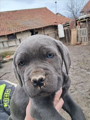 Štenci cane corso