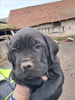 Štenci cane corso