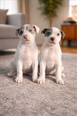 Američki staford plavi stenci top