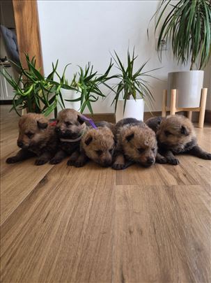 Čehoslovački vučiji pas, štene