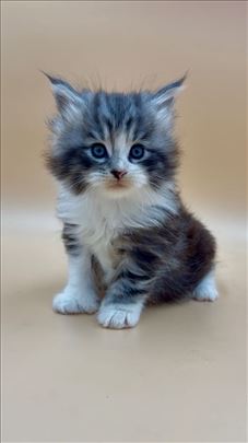 Maine Coon POYDACTYL jedinstveno mace
