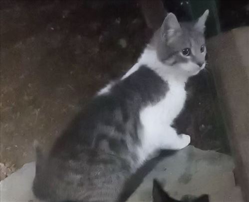 Mešanac, mlada mačka