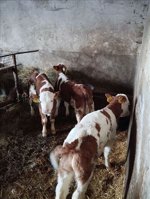 Мушка телад