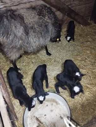 Романовске овце