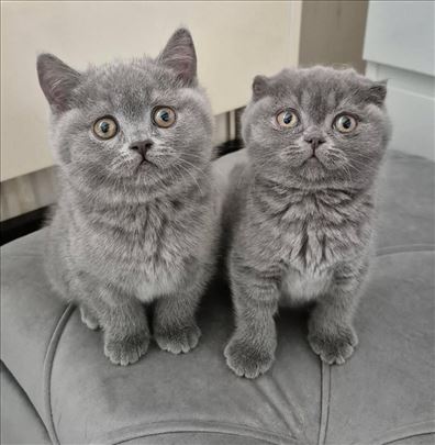 Škotski fold, mlada mačka