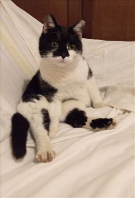 Mešanac, mlada mačka