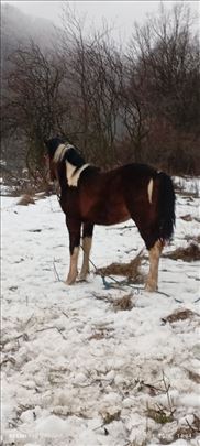 Muško ždrebe (10 meseci) - od cepanih roditelja