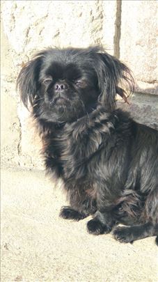 Pekinezer, молодая собака