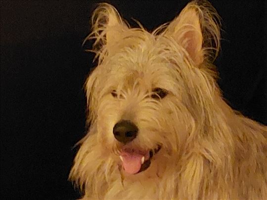 Poklanjam psa uz naknadu od 100 eura.