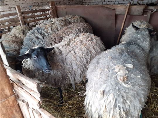 Romanovske ovce sa jaganjcima 