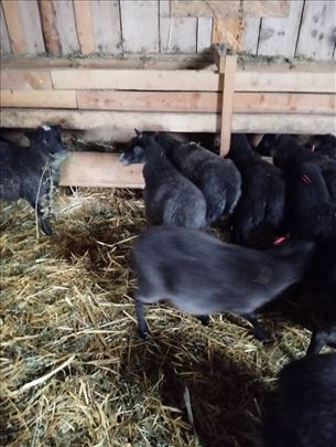 Romanovski jaganjci zenke