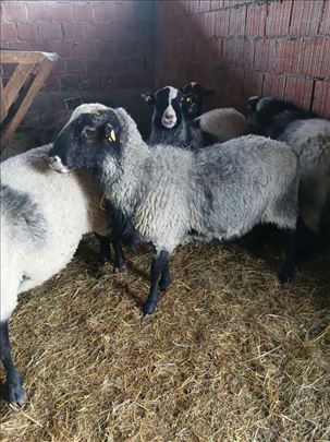 Romanovski mladi ovnovi