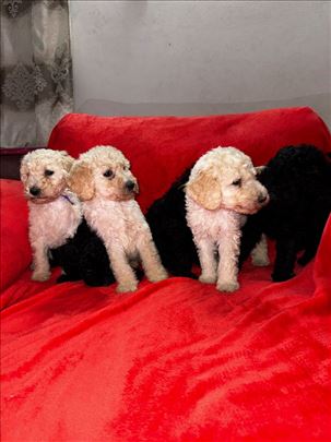 Štenci velike , kraljevske pudle na prodaju