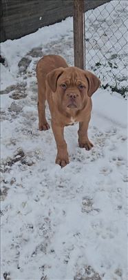 Bordoška doga, štene