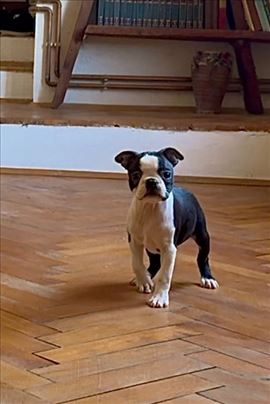 Bostonski terijer, štene