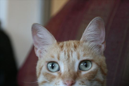 Čuvanje mačaka u Vašem domu