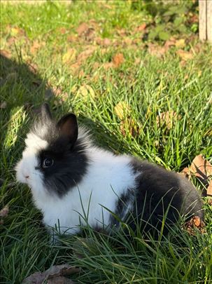 Kunići, lavlje glave, Hajkom