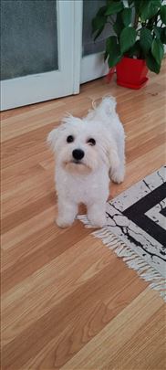 Maltezer 8 meseci traži dom