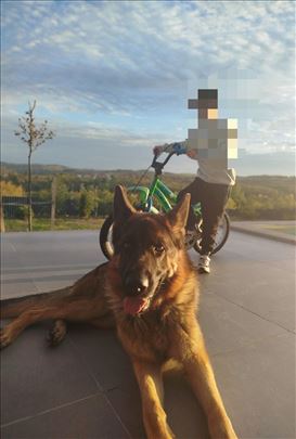 Na prodaju mladi vučjak (2 godine)-sa pedigreom