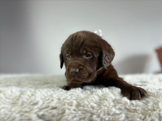 Na prodaju štenci čokoladnog labradora