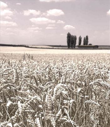 Nezaboravan plac sa pogledom na Dunav ID#4401