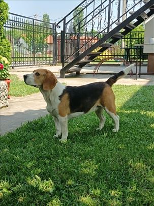 Prelepi bigl spreman za preuzimanje