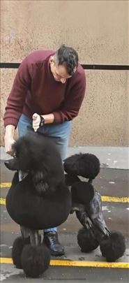 Pudla, Velika(Standard)