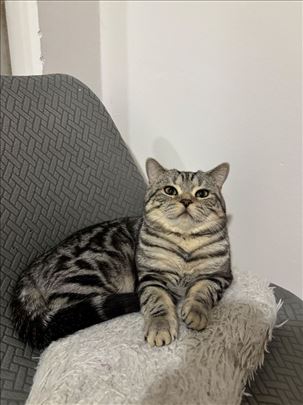 Britanski kratkodlaki mačak za parenje