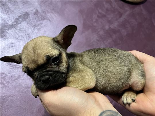 Francuski buldog, štene