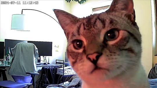 Mešanac, mlada mačka